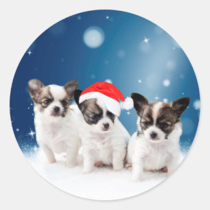 Sticker Rond Chihuahua Chiuppies mignonnes avec Noël du Père No
