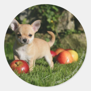Sticker Rond Chihuahua Chiuppy avec pommes