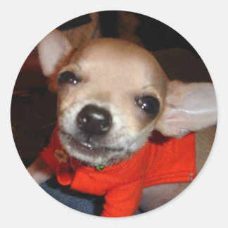 STICKER ROND CHIHUAHUA DIT FROMAGE !