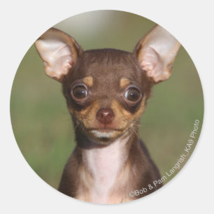 Sticker Rond Chihuahua Puppy regarde l'appareil photo