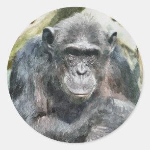 STICKER ROND CHIMPANZÉS CUITS