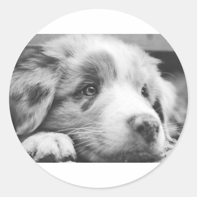 Sticker Rond chiot australien (Devant)