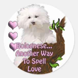Sticker Rond chiot bolognais ou havanais