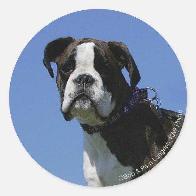 Sticker Rond Chiot de boîte vieux de 3 mois (Devant)