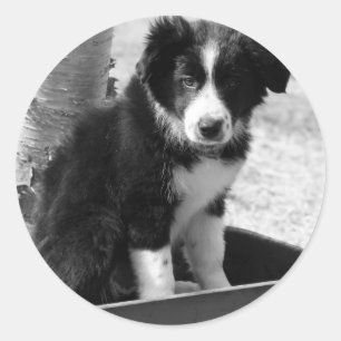 Sticker Rond Chiot de border collie