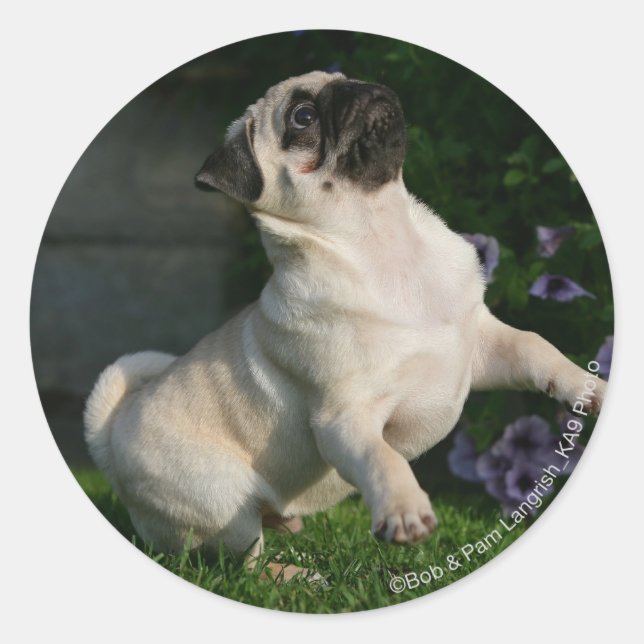 Sticker Rond Chiot de carlin de faon (Devant)