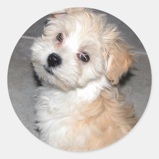 Sticker Rond Chiot Havanais (Devant)