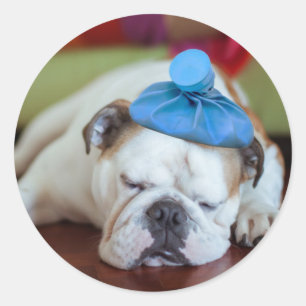 Sticker Rond Chiot malade des images   de Getty jeune