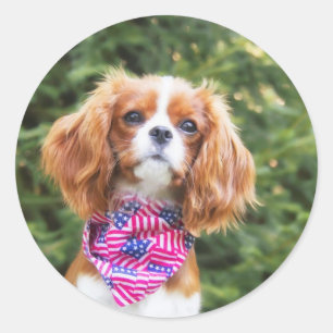 Sticker Rond Chiots Cavalier King Charles au drapeau américain