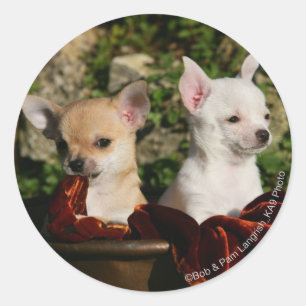 Sticker Rond Chiots de chiwawa