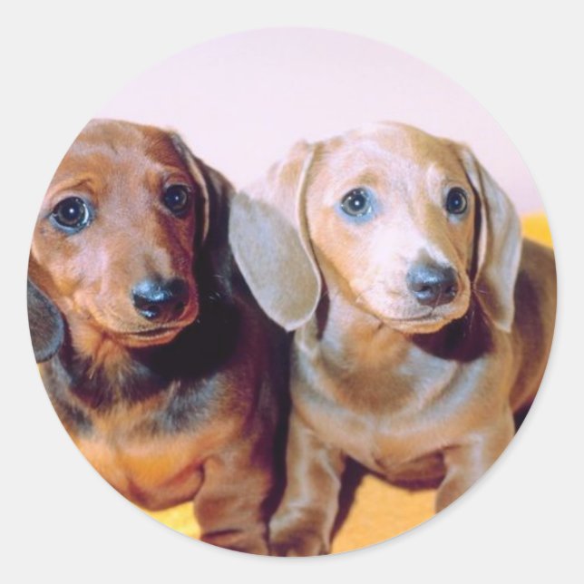 Sticker Rond Chiots de Dachsund (Devant)