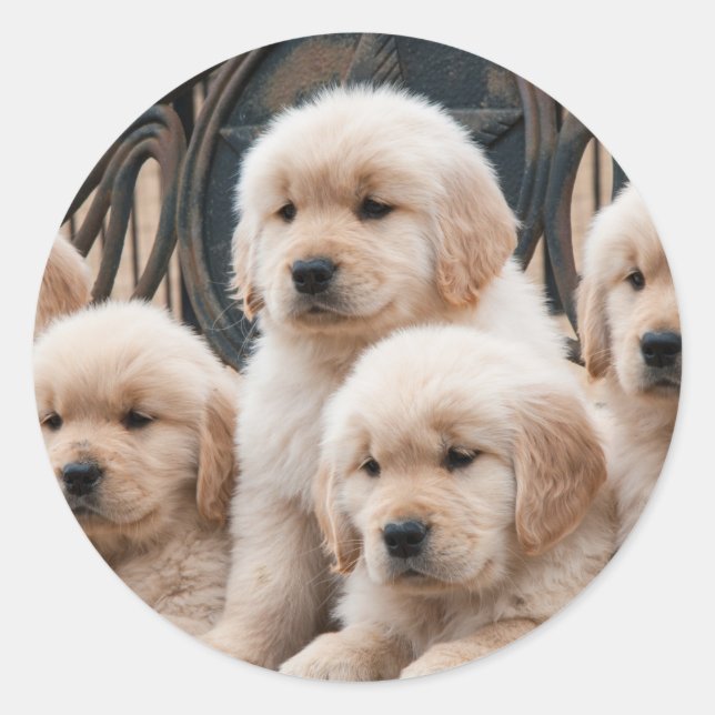 Sticker Rond Chiots de Golden Retriever (Devant)