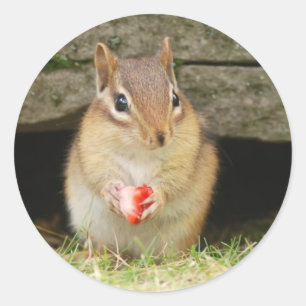 Sticker Rond chipmund bébé avec fraise