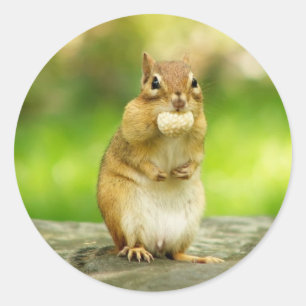 Sticker Rond Chipmunk avec un traitement