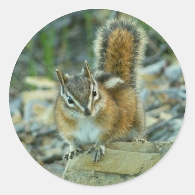 Sticker Rond Chipmunk dans le parc national des Glaciers (Devant)