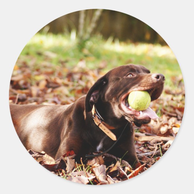 Sticker Rond Chocolat Labrador Jouer Avec Ball (Devant)