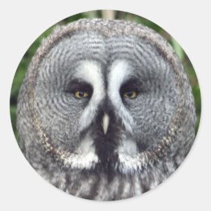 Sticker Rond Chouette grise