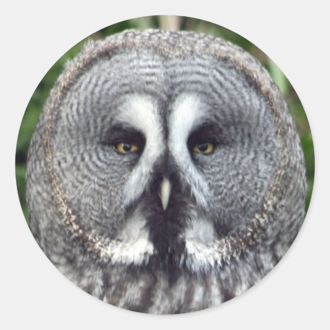 Sticker Rond Chouette grise (Devant)