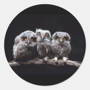 Sticker Rond Chouettes