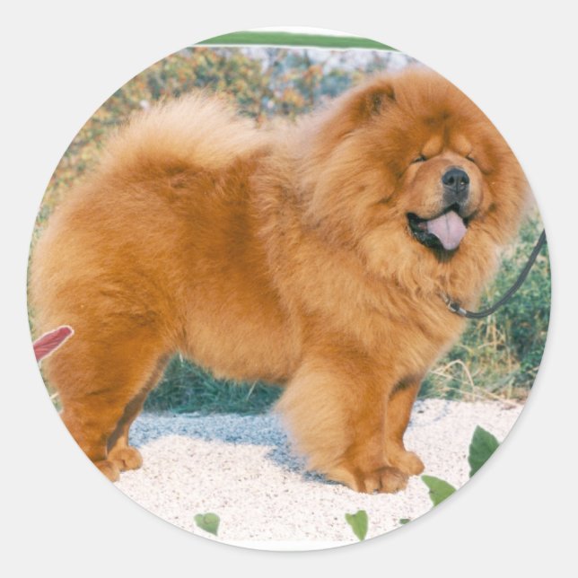 Sticker Rond Chow (Devant)