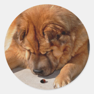 Sticker Rond Chow-chow Phat et ami