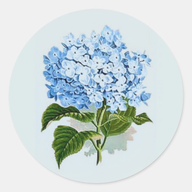 Sticker Rond Ciel bleu vintage Hydrangea (Devant)