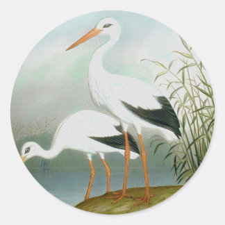 Sticker Rond cigogne blanche, illustrations d'oiseaux