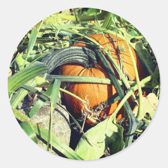 Sticker Rond Citrouille Sur La Vigne Nature (Devant)