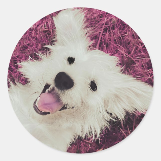 Sticker rond classique pour chien de secourt (Devant)