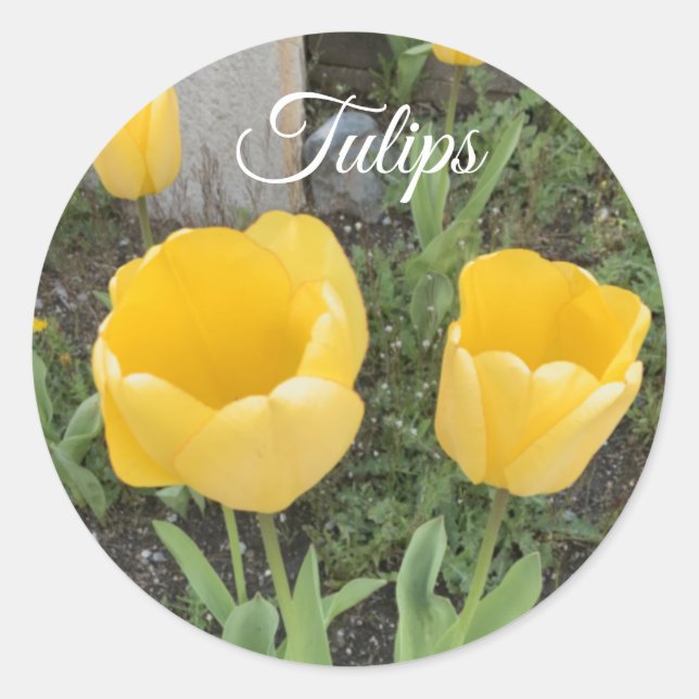 Sticker rond classique Tulipes Jaunes (Devant)