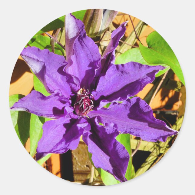 STICKER ROND CLEMATIS (Devant)