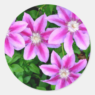 Sticker Rond Clematis rose et Oregano sauvage