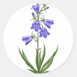 Sticker Rond cloches bleu écossais - personnalisable
