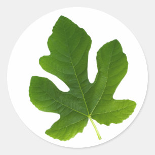Sticker Rond Closeup de feuilles vertes isolé sur arrière - pla