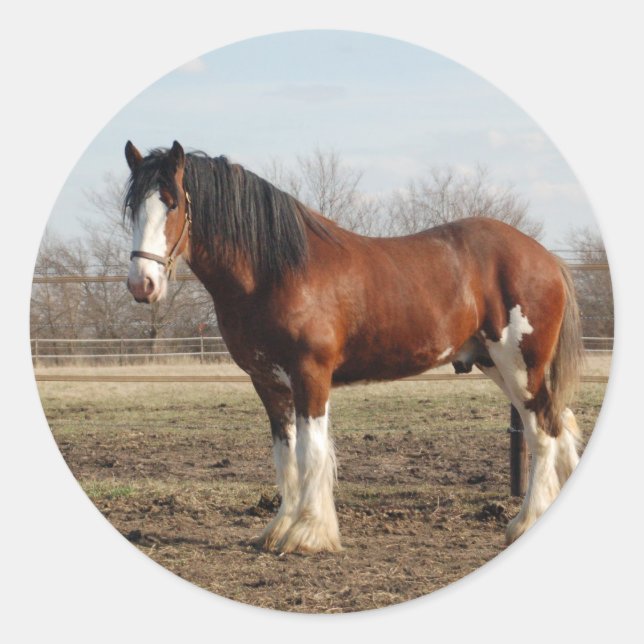 Sticker Rond clydesdale (Devant)