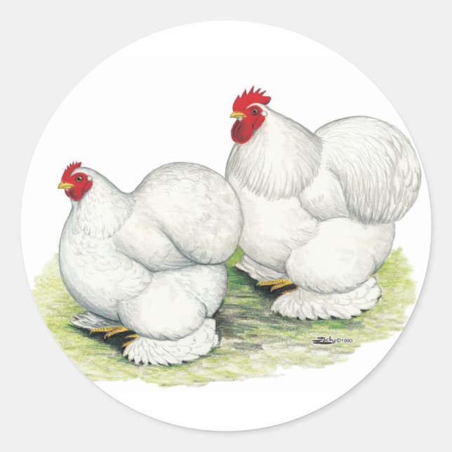Sticker Rond Cochin : Bantams blancs (Devant)