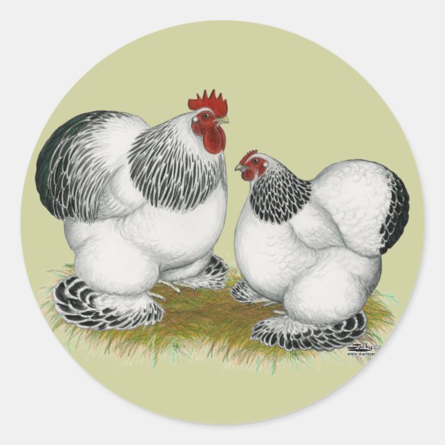 Sticker Rond Cochins : Bantams colombiens (Devant)