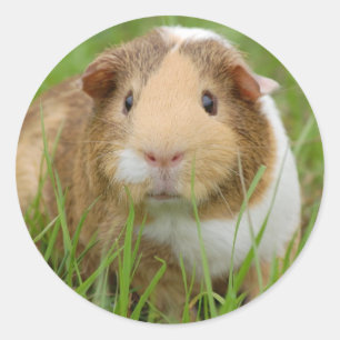 Sticker Rond Cochon de Guinée domestique mignon