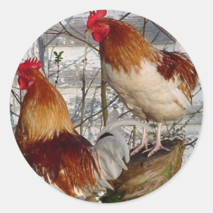 Sticker Rond Cock-a-doodle-do