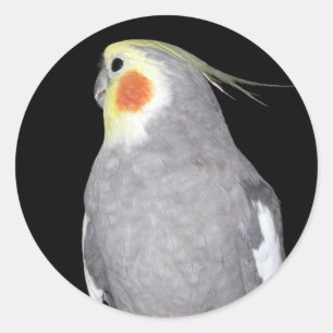 Sticker Rond Cockatiel d'oiseaux animaux domestiques