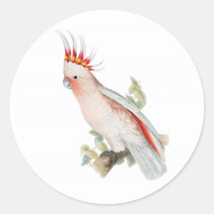 Sticker Rond Cockatoo Art Vintage
