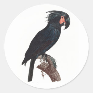 Sticker Rond Cockatoo de palme, perroquet de probosciger