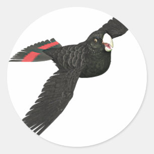 Sticker Rond Cockatoo noir à queue rouge