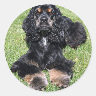 Sticker Rond Cocker Spaniel Photo