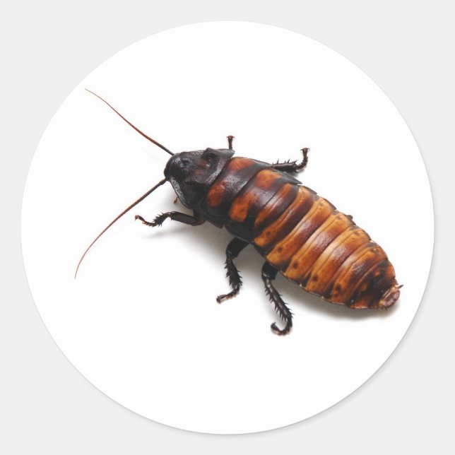 Sticker Rond Cockroach (Devant)