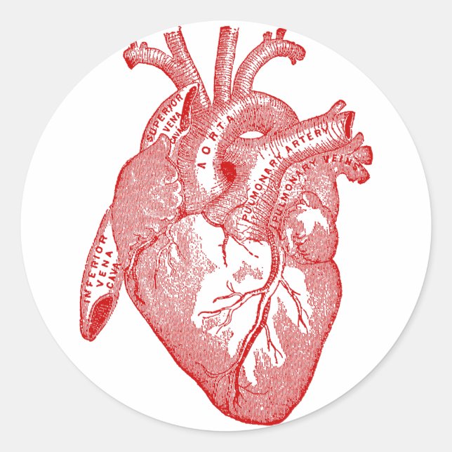 Sticker Rond Coeur Anatomique Rouge (Devant)
