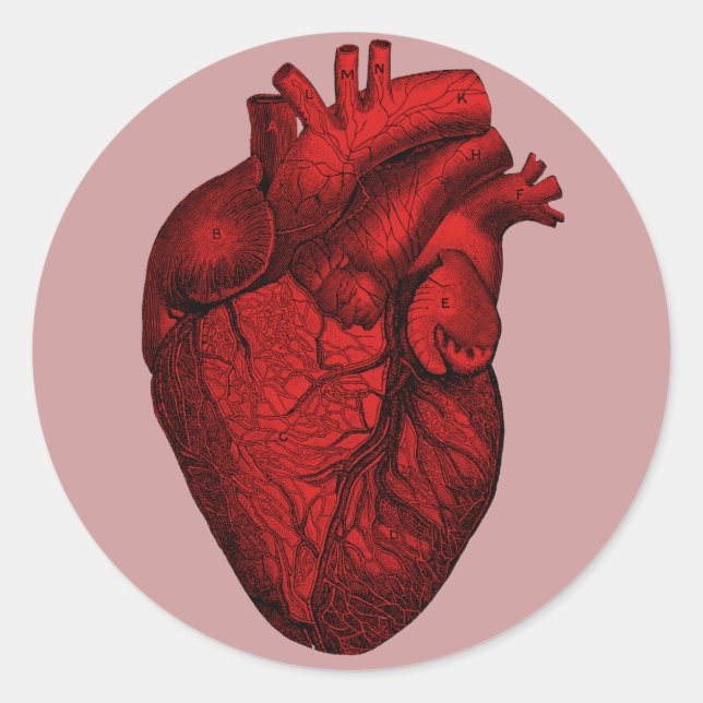 Sticker Rond Coeur humain anatomique (Devant)