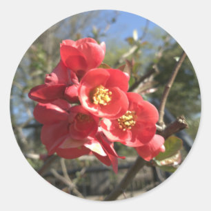 Sticker Rond Cognassier du Japon dans le Parc