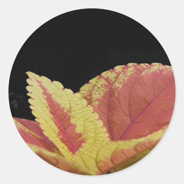 Sticker Rond Coleus Feuilles (Devant)