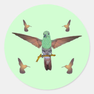 Sticker Rond Colibri